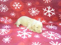 Mini dachshund puppies that we have available. Ckc Mini Dachshund Puppies For Sale In Maple Hill North Carolina Classified Americanlisted Com