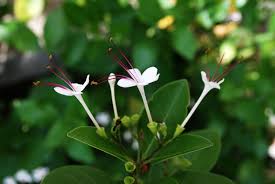 Image result for Volkameria glabra