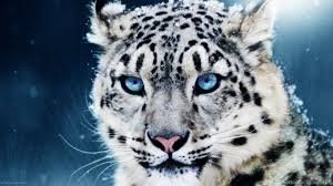 Baby Snow Leopard Wallpapers Wallpaper Desktop Background 1yr · maybesaydie · r/babybigcatgifs. baby snow leopard wallpapers wallpaper