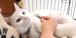 Ada banyak gabar kucing, seperti gambar kucing lucu, gambar kucing anggora, gambar kucing persia, gambar kucing imut, gambar kucing anggora lucu, gambar kucing animasi. Kucing Lucu Imut Bikin Gemes Cocok Jadi Peliharaan Di Rumah Merdeka Com