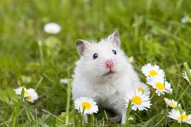 Aussen Freigehege Fur Hamster Herz Fur Tiere Herz Fuer Tiere De