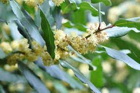 Check spelling or type a new query. Le Laurier De Nombreux Bienfaits Plantes Et Sante