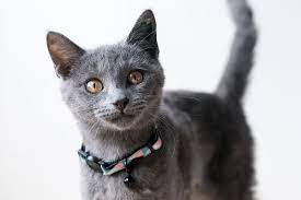 As the region of wales that includes the capital city, cardiff, south wales is one of the most glorious areas in the uk to visit. Cat And Kittens Rspca Nsw