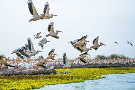 Parc National des Oiseaux du Djoudj