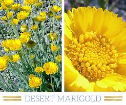 Are you searching for flower plants png images or vector? 127 Stunning Desert Plants Ftd Com