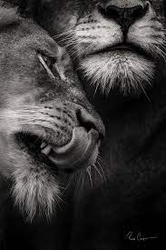 Wildlife Photographer South Africa Ross Couper Photography Animals Beautiful Animals Animal Photography
