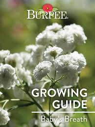 How can i help my newborn grow? Learn About Baby S Breath Burpee