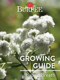 We did not find results for: Learn About Baby S Breath Burpee