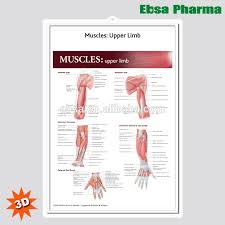 3d medical human anatomy wall charts poster muscles upper limb buy 3d chart human anatomy wall poster muscles upper limb product on