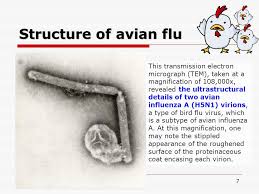 Sorption to aerosols (25 dec c)aerowin v1.00: Avian Influenza A Simple Introduction Ppt Video Online Download