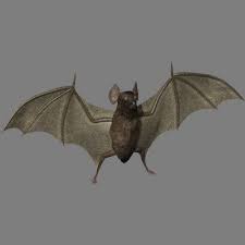 Vampire Bat 3d Model Vampire Bat 3d Model Vampire
