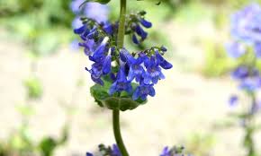 Try some of our favorite picks. Gardening Essentials 12 Tools For Maintaining A Home Garden 2021 Masterclass