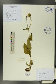 Image result for Sonchus schweinfurthii
