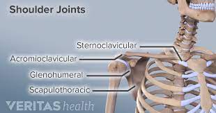 Some of these bones can move freely. Shoulder Joint Structure