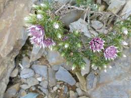 Image result for Macledium