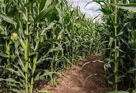 We did not find results for: Amazon Com Yeele 5x3ft Green Corn Field Maze Backdrop Rural Farm Crop Plant Cultivation Natural Scenery Photography Background Countryside Farmland Photo Booth Shoot Studio Props Camera Photo