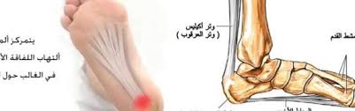 أجزاء القدم بالصور