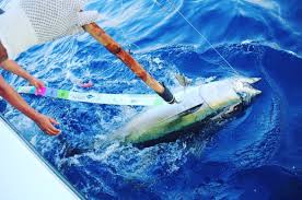 Yellowfin Tuna Ruler Saltwater Fishing Sport Fishing The Day Will Come