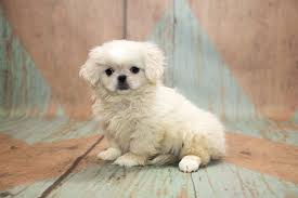 Here we pride ourselves on the beautiful, healthy, playful, and good demeanored puppies we produce. Peekapoo The Definitive Pet Parent Guide To A Pekingese Poodle Mix Perfect Dog Breeds