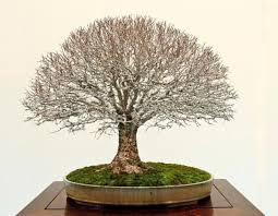 7 Gaya Pohon Bonsai Paling Unik Kamu Pernah Melihatnya
