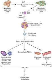 3 sources of totipotent, pluripotent and multipotent stem cells sources of stem cells fertilized eggs stem cells (totipotent) embrionic stem cells. Cscs And Pluripotent Multipotent Stem Cells Laboratory Investigation