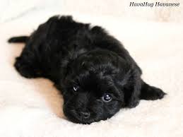 Listings are alphabetized by county (when known). Havanese Puppies Available In Michigan Pets Ideas