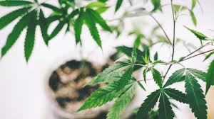 Image result for images of CBD oil things