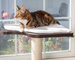 It's a short jump from our bed to the basket and she has quite a view of our back yard. The Perfect Cat Window Perch Both Sturdy Stylish
