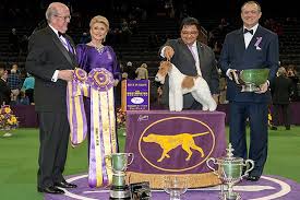He westminster kennel club dog show will return for the 145th year at madison square garden on february 15 & 16, 2021! Westminster Best In Show Winners 2008 To 2020 American Kennel Club