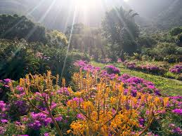 Das war der traum eines gärtners, der den himmel liebte. Periwinkle Place Kirstenbosch Botanischer Garten Your Holiday Periwinkle Place