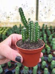 Growing cacti can be a very gratifying experience. Poking Around At Florida Cactus My Little Life S Journeys