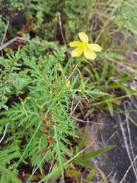 Image result for Tricliceras lobatum