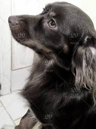 There are also 6 different. Long Haired Black Dog Stock Photo A28a33fc F800 41fb A74b 4b9d147e7c51