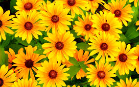 We have a massive amount of hd images that will make your computer or. Rudbeckia Yellow Flowers Wallpaper For Widescreen Desktop Pc 1920x1080 Full Hd
