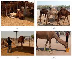 A camel is a horse designed by committee, and the m.t.a. Animals Free Full Text Application Of A Protocol To Assess Camel Welfare Scoring System Of Collected Measures Aggregated Assessment Indices And Criteria To Classify A Pen Html