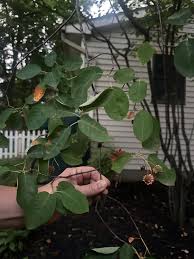 Image result for Dasylepis eggelingii