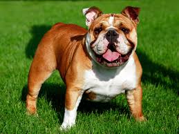 I'm a sassy 66 lb. English Bulldog Puppies For Sale Available In Phoenix Tucson Az