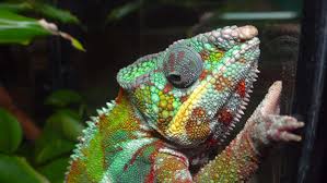 Image result for Chamaecrista gracilior