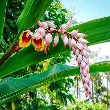 Maybe you would like to learn more about one of these? Growing Your Own Superfood Turmeric Plants The Herb Exchange