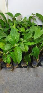 Walaupun ketum ada manfaatnya, tapi ia masih lagi bergantung dengan cara macam mana kita menggunakannya. Warisan Petani Benih Pokok Ketum Ayam
