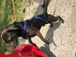 Explore 84 listings for black lab puppies for sale at best prices. Dog For Adoption Chocolate Labs A Labrador Retriever Mix In Mount Laurel Nj Petfinder