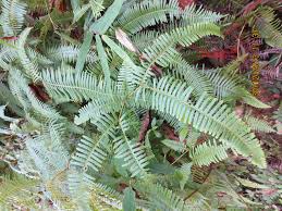 Image result for Dicranopteris elegantula