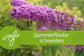Hierzu gibt es verschiedene zeiten. Sommerflieder Schneiden 1 Anleitung Mit 3 Schnitten