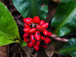 Image result for Palisota