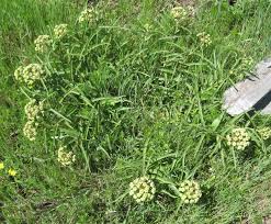 Image result for Ceropegia papillata