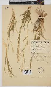 Image result for Panicum coloratum