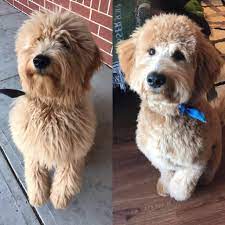 Australian labradoodle puppy more #puppygrooming austrailian labradoodle,. A Good Haircut Helps Your Labradoodle Look Fantastic And Feel His Best To Keep Your Doodle S Coat Mats Free Labradoodle Haircut Labradoodle Labradoodle Hair