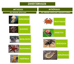 Los animales más abundantes de todo el mundo son sin ninguna duda los invertebrados, los cuales representan el 95% de todas las especies animales existentes en la actualidad. Animales Invertebrados Aprende Facil Areaciencias