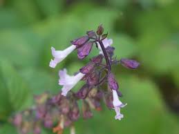 Image result for Orthosiphon thymiflorus