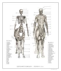 Centaur Print 5 6 Art Print By Eb Hudspeth In 2020 Centaur Anatomy Art Creature Art